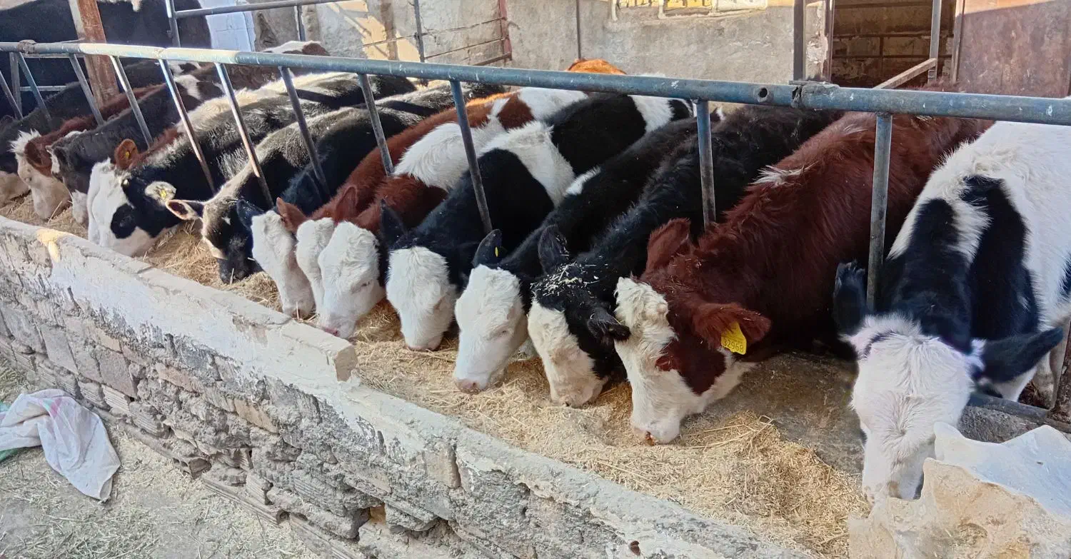 گوساله ماده سیمینتال اصیل|حیوانات مزرعه|فامنین, |دیوار