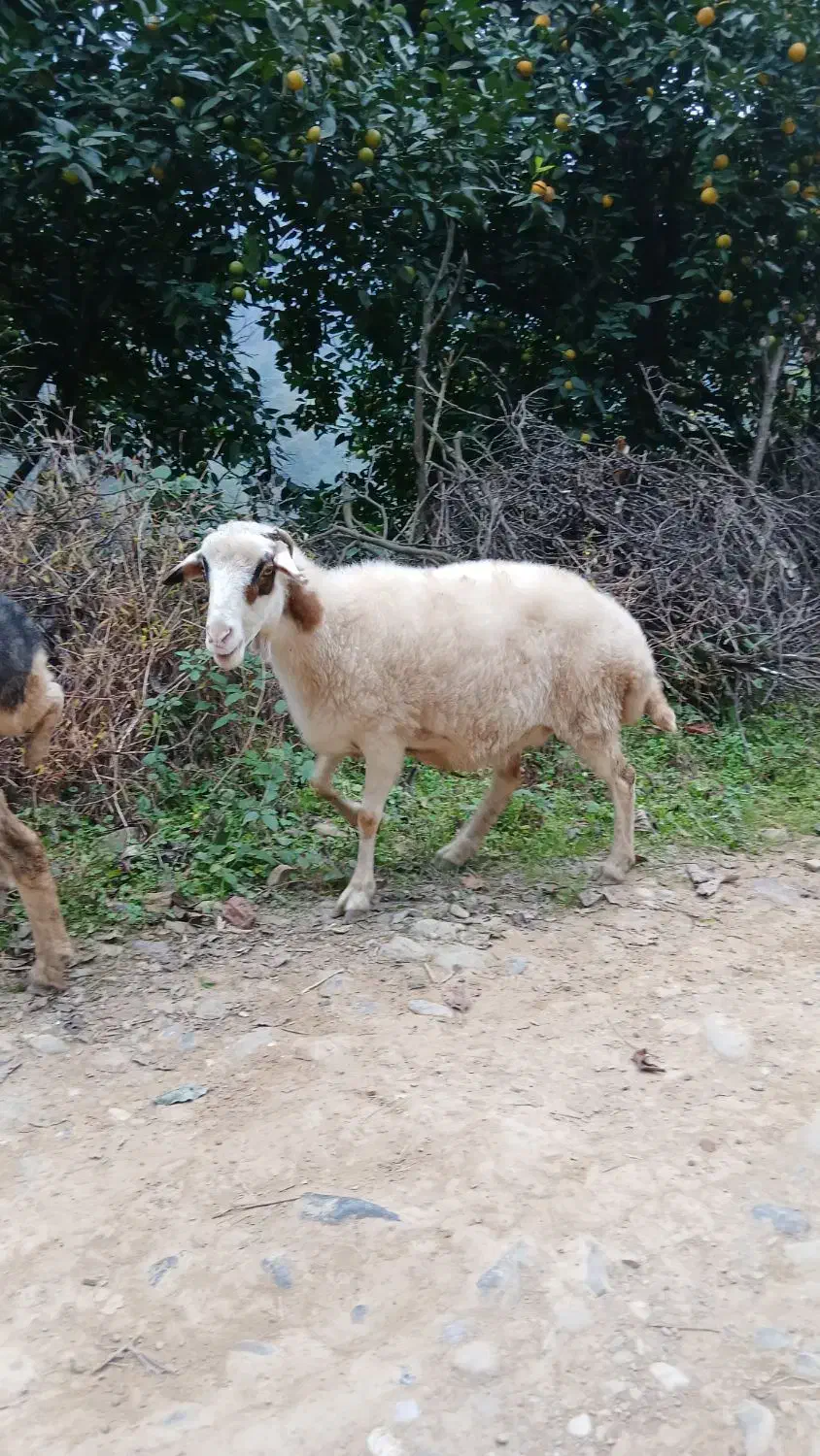 گوسفندماده سالم|حیوانات مزرعه|رحیمآباد, |دیوار