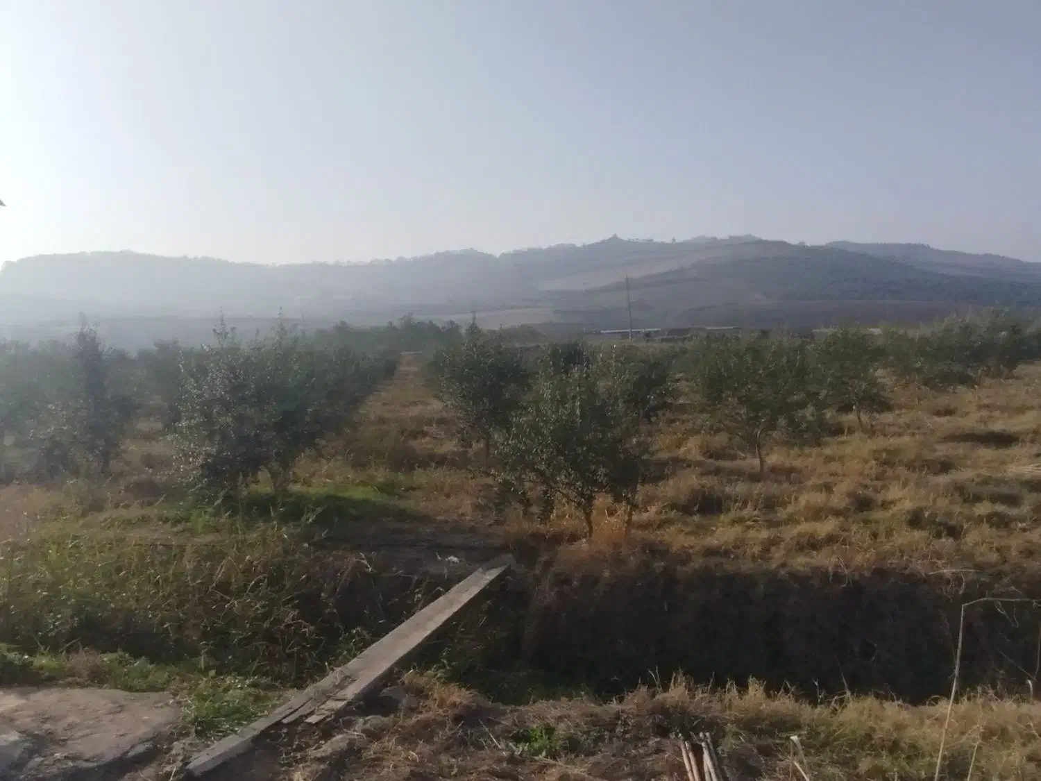 روغن زیتون فرابکر|خوردنی و آشامیدنی|گنبد کاووس, |دیوار