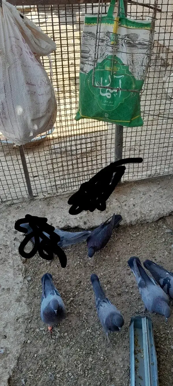 سلام به دوستان عزیز حدود سیزده ،چهارده تاسبزوزاغ|پرنده|نرماشیر, |دیوار