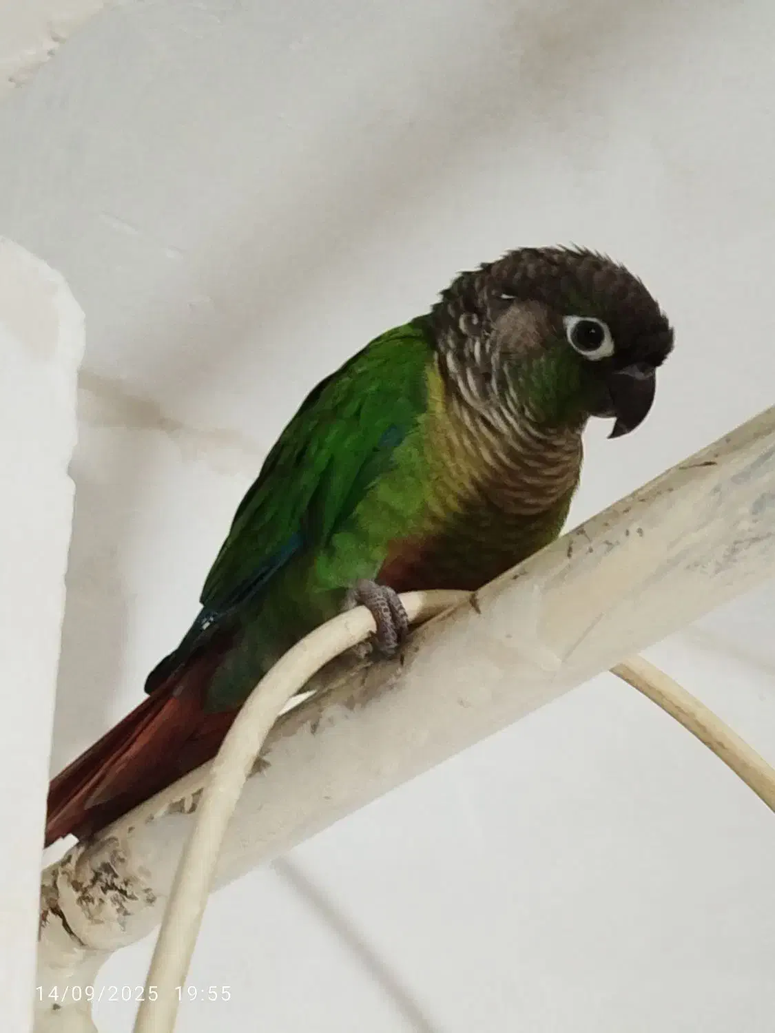 طوطی گرینچیگ|پرنده|دهگلان, |دیوار