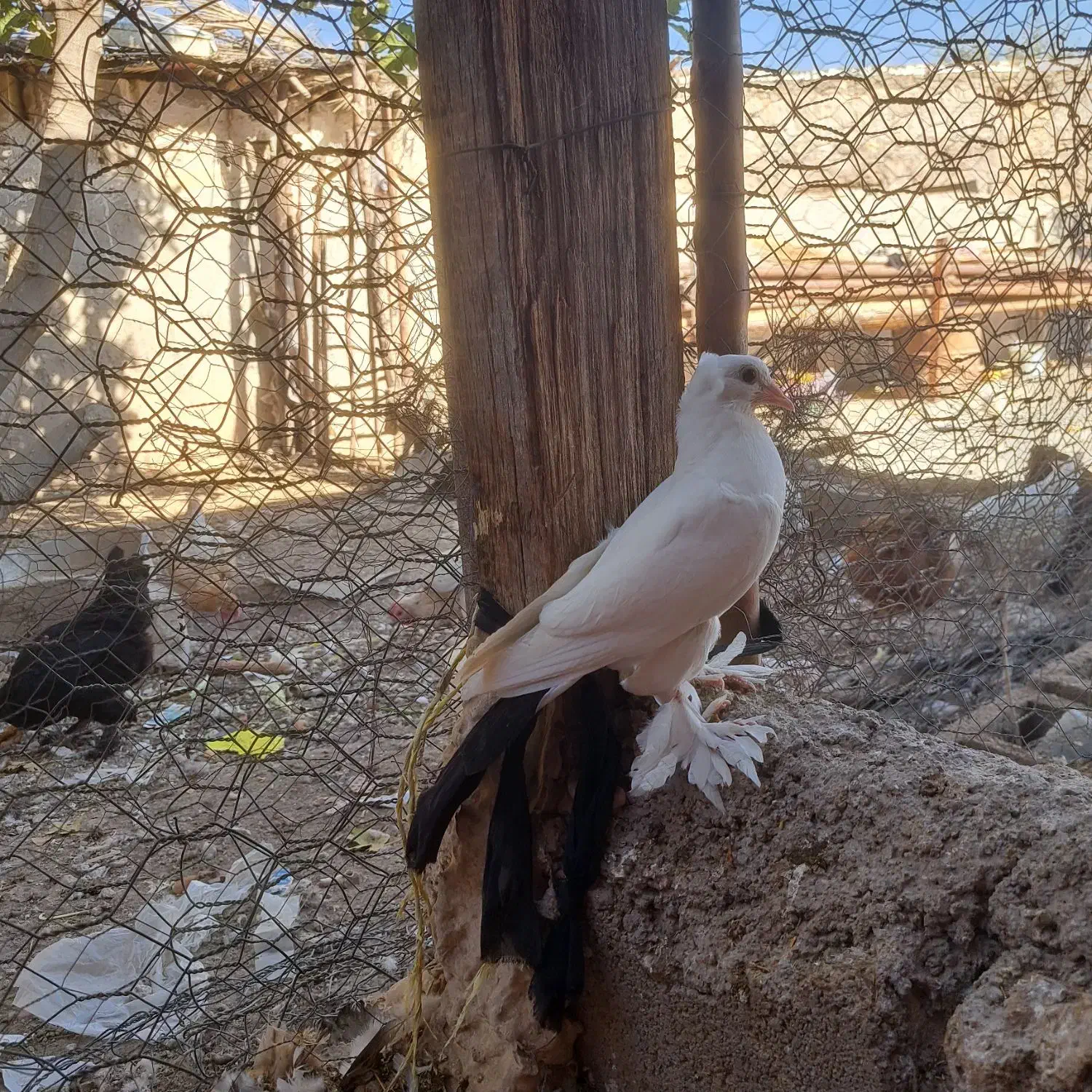 دمبی|پرنده|دهدشت, |دیوار