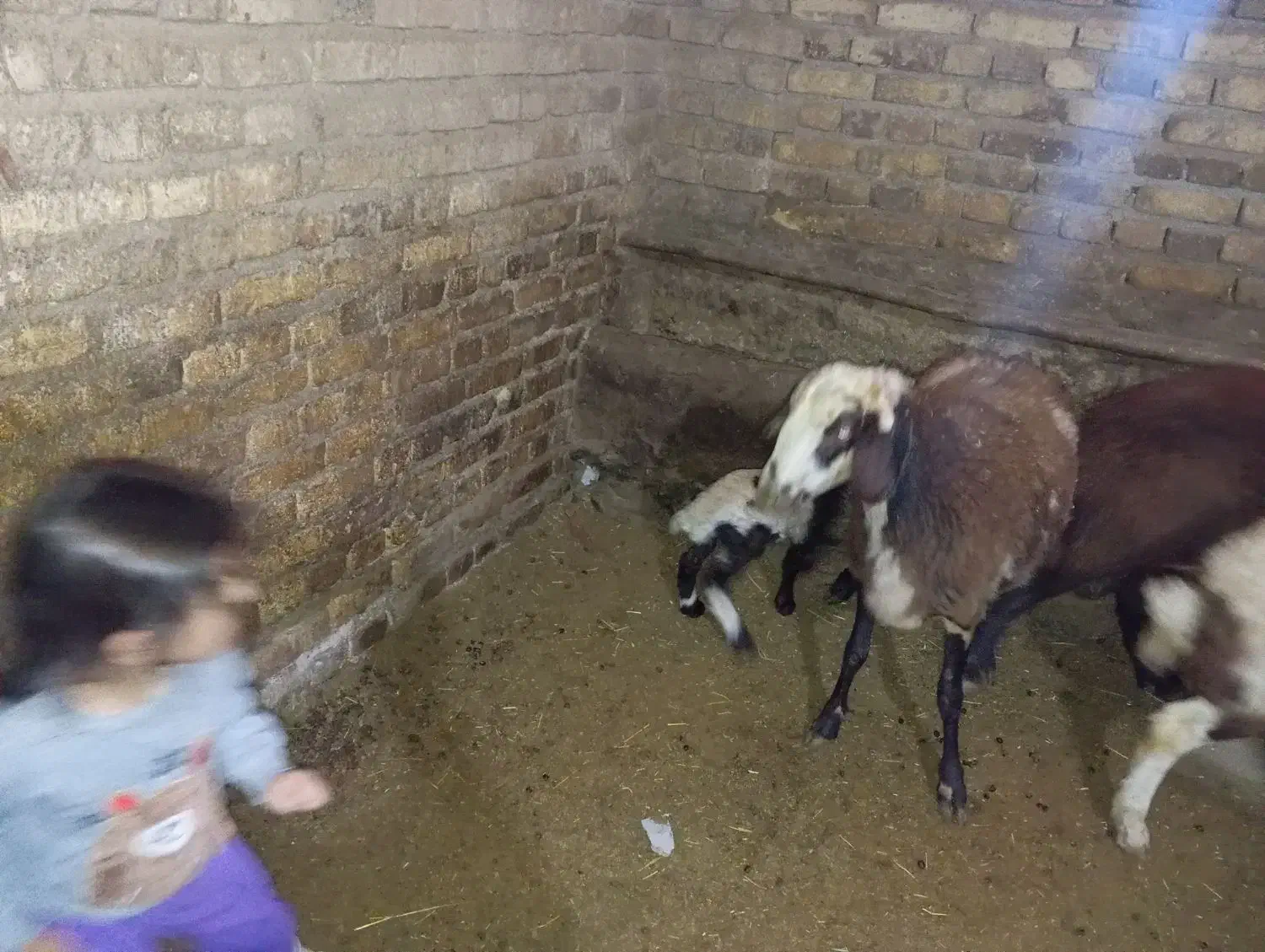 میش و بره|حیوانات مزرعه|سربند, |دیوار