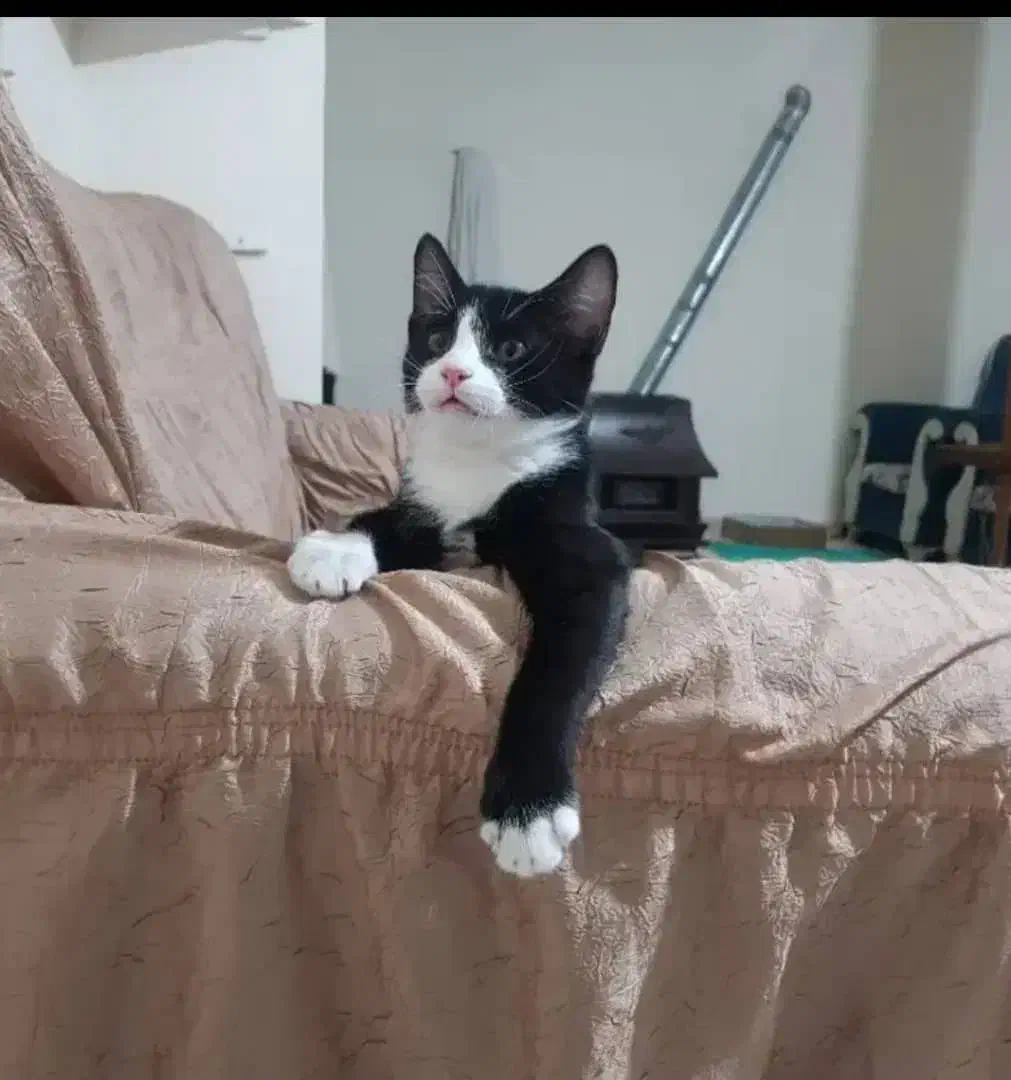 واگذاری گربه نژاد تاکسیدو|گربه|اهواز, بیست متری شهرداری|دیوار