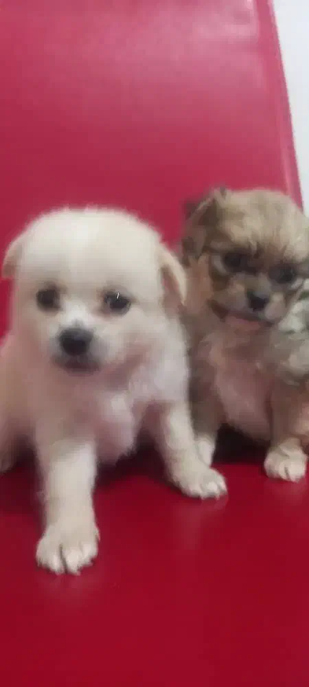 توله پودل کراس|سگ|وحیدیه, |دیوار