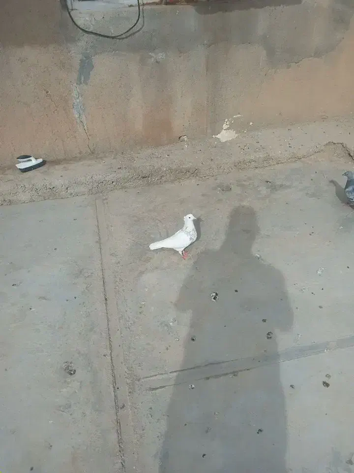 کبوتر|پرنده|کنگاور, |دیوار