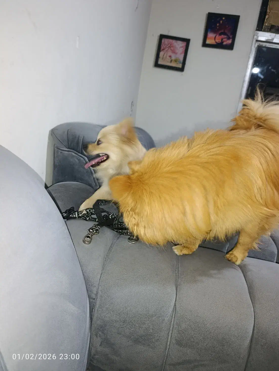 گم شده|حیوانات|بندرعباس, |دیوار