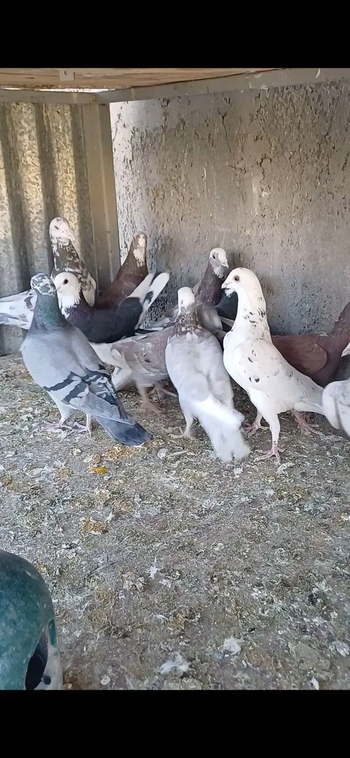 دورگ و پلاکی|پرنده|پیر بکران, |دیوار