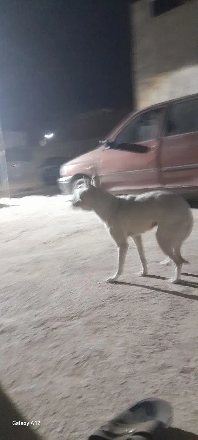 به علت جابه‌جایی|سگ|بجنورد, |دیوار