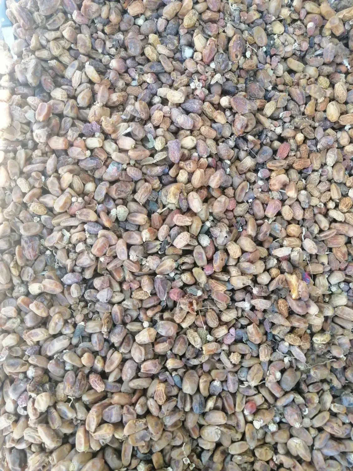 فروش کنگه تمیز|عمدهفروشی|کنار تخته و کمار, |دیوار