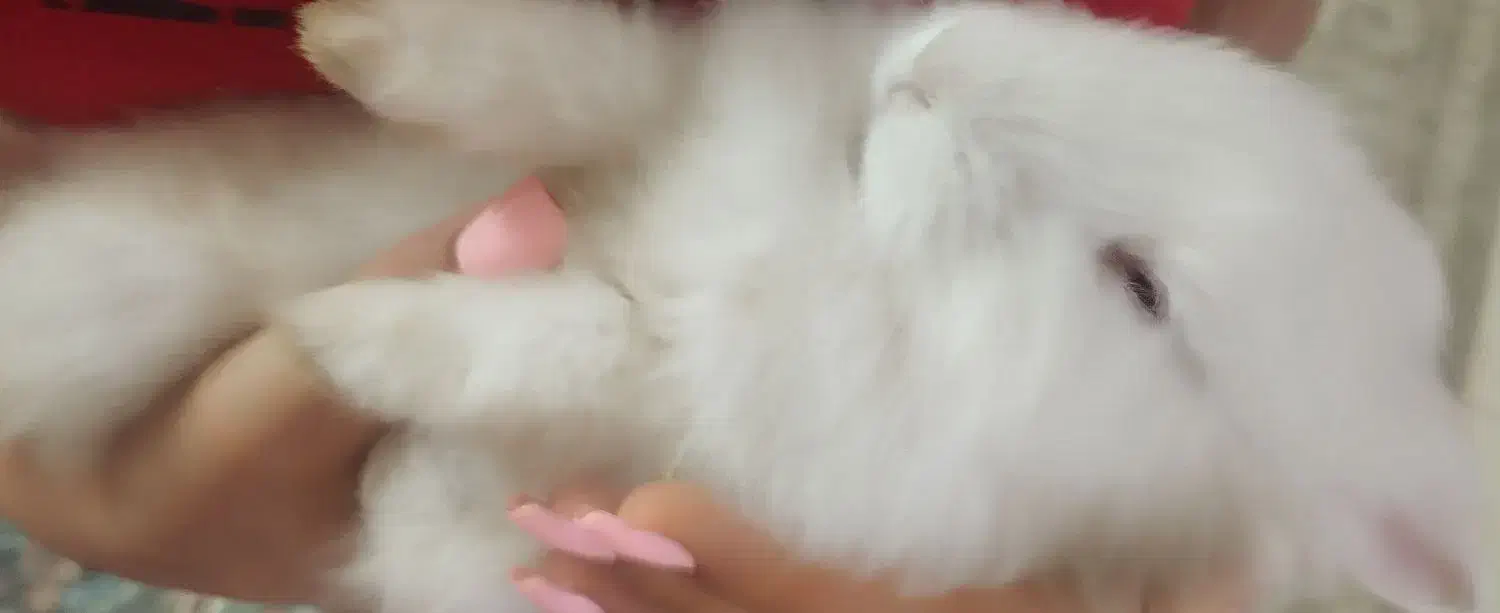 خرگوش پسر دو ماهه دستی دستی|موش و خرگوش|پردیس, فاز ۱۱|دیوار