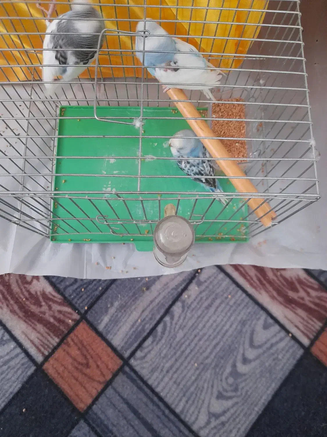 مرغ عشق|پرنده|میانه, |دیوار