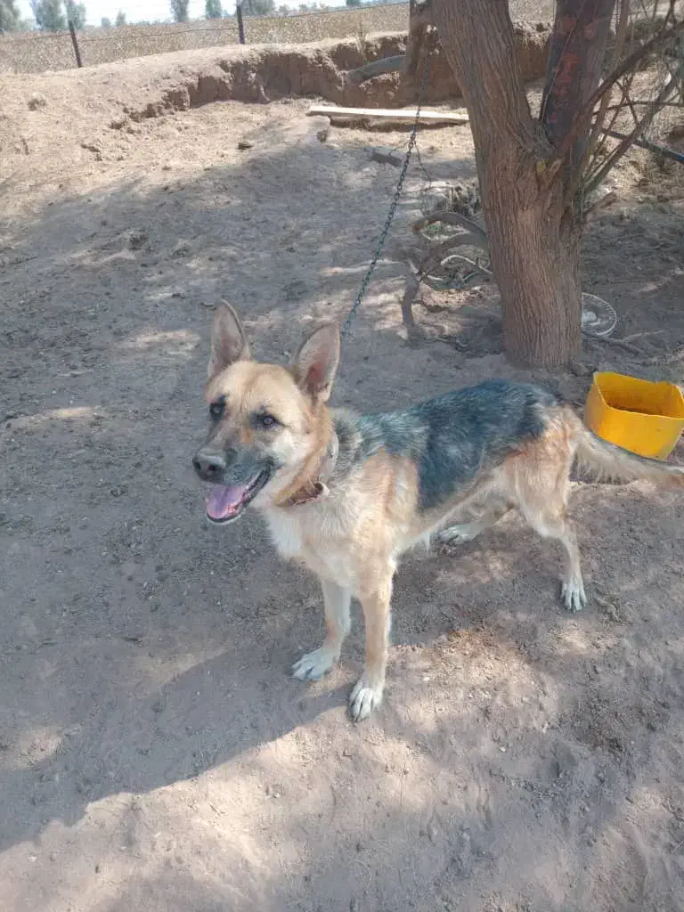 سگ ژرمن معاوضه با هرچی بکارم بیاد|سگ|رفسنجان, |دیوار