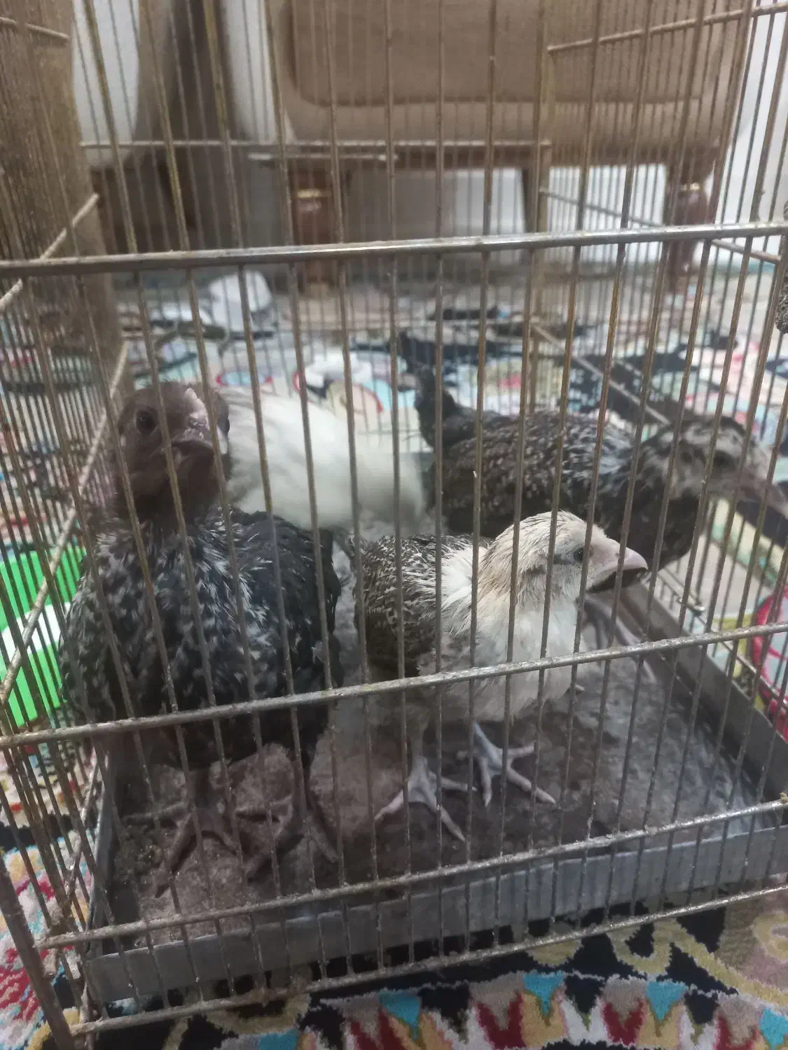 جوجه رسمی|حیوانات مزرعه|تهران, افسریه شمالی|دیوار