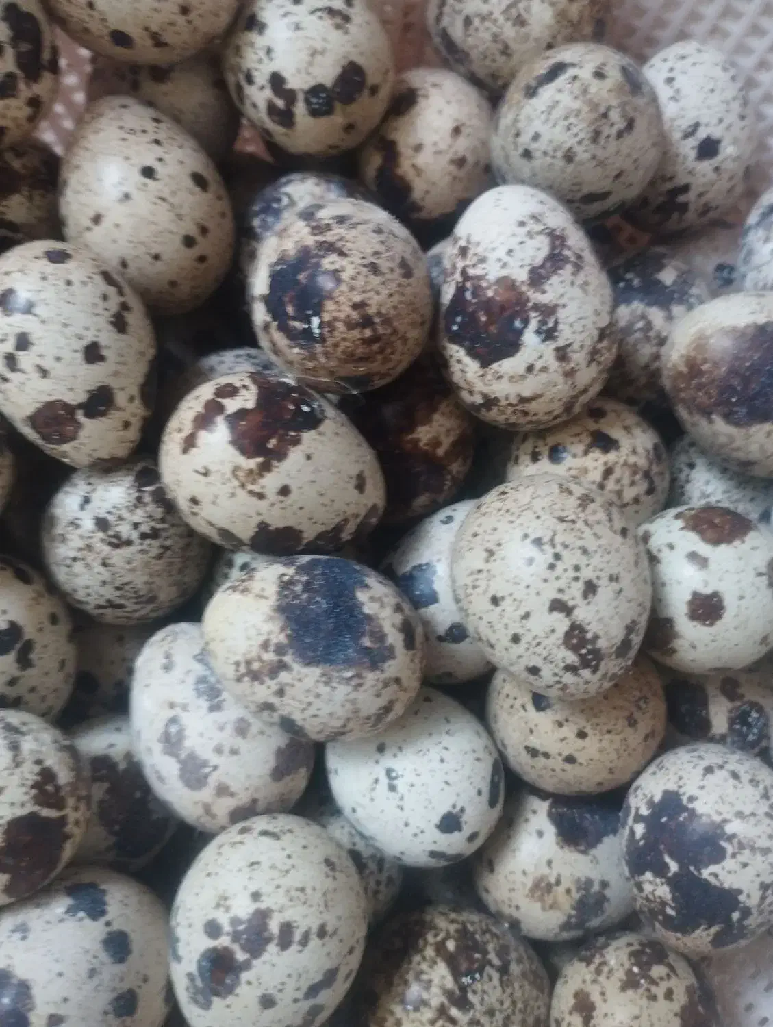 تخم نطفه دار بلدرچین|حیوانات مزرعه|زاهدان, |دیوار