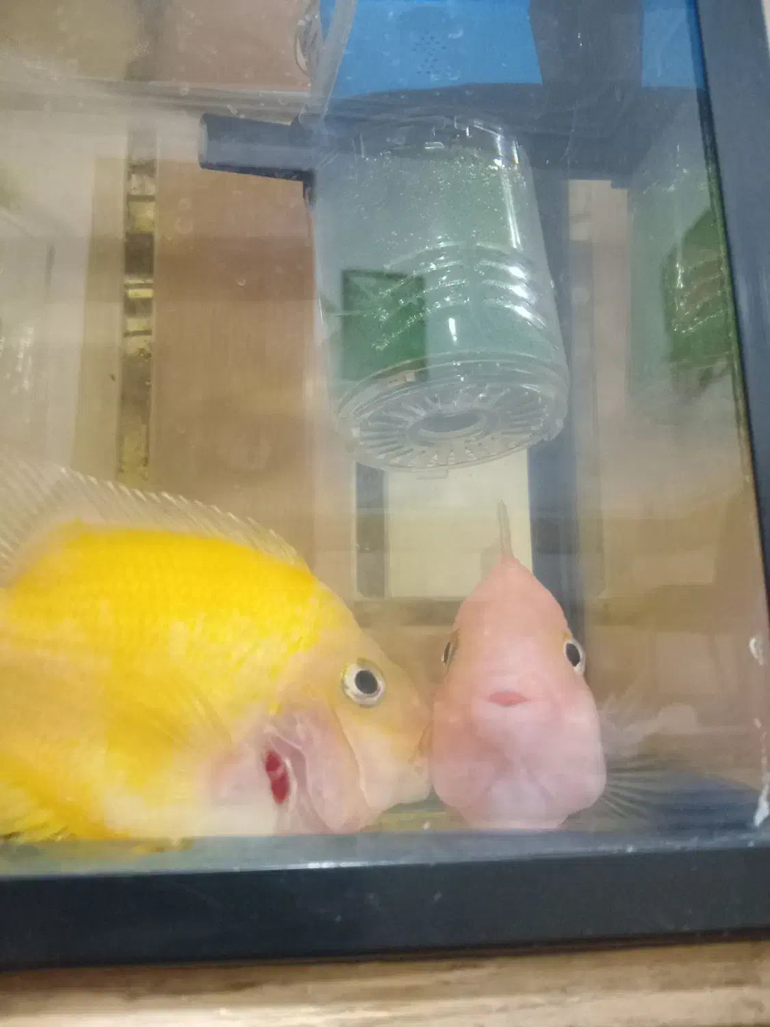 ماهی|ماهی|شوشتر, |دیوار