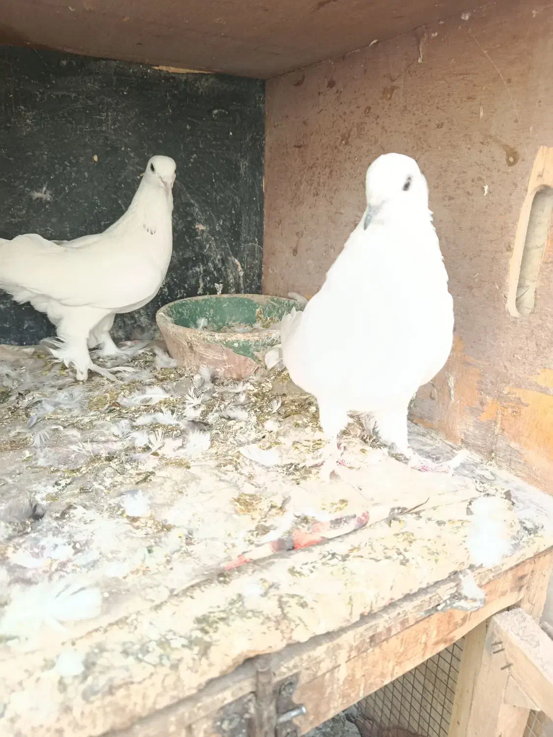 چهار جفت کفتر پرشی تزیینی رواعب جوجه حندقی|پرنده|قم, شهرک مهدیه (مدرس)|دیوار