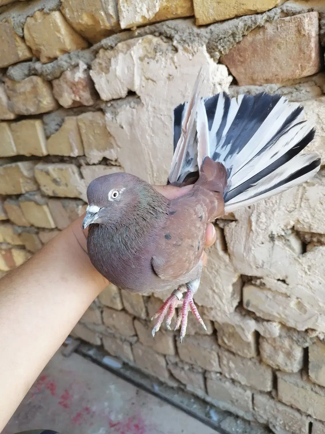 کفتر نروماده|پرنده|قم, آزادگان|دیوار