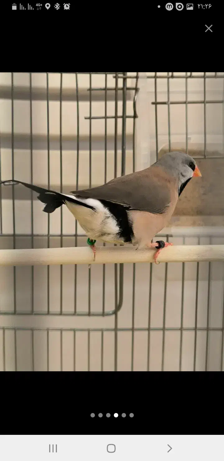 فنج|پرنده|تهران, پیکان شهر|دیوار