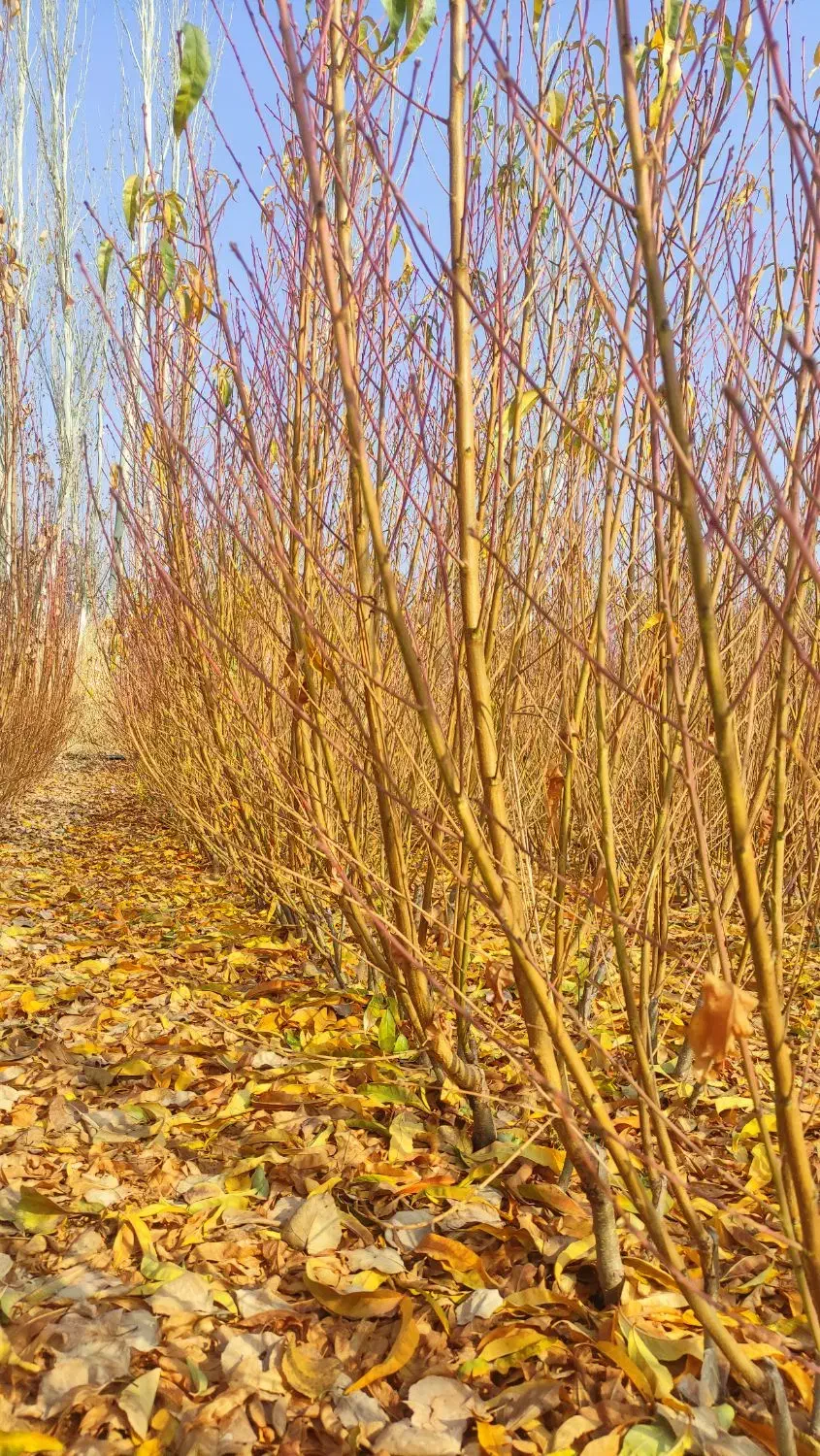 فروش انواع نهال های پیوندی|خدمات باغبانی و درختکاری|اصفهان, شاهزاده ابراهیم|دیوار