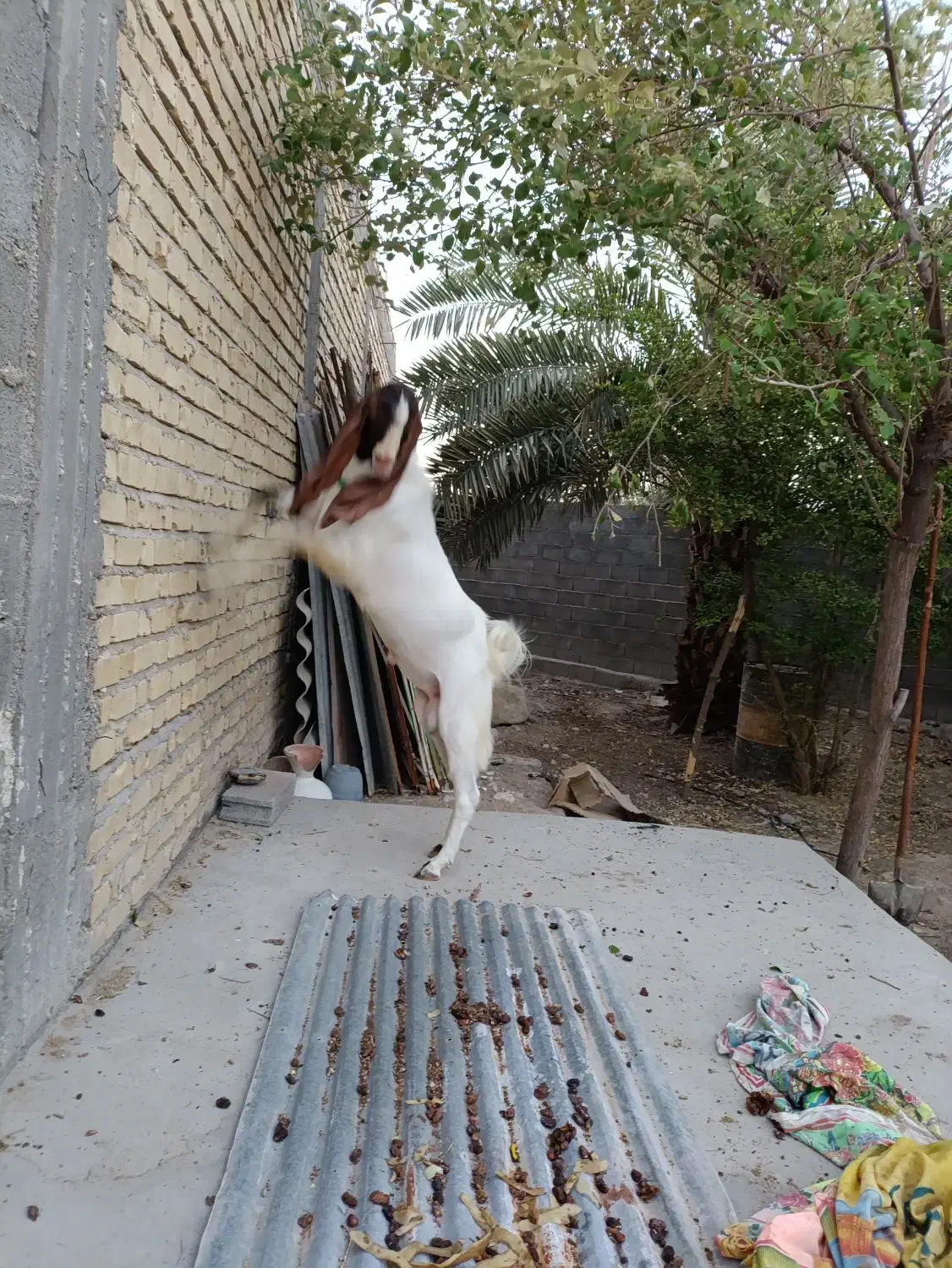 فروش بز افغانی درجه یک با دوتا کهره نر و ماده|حیوانات مزرعه|مهر, |دیوار