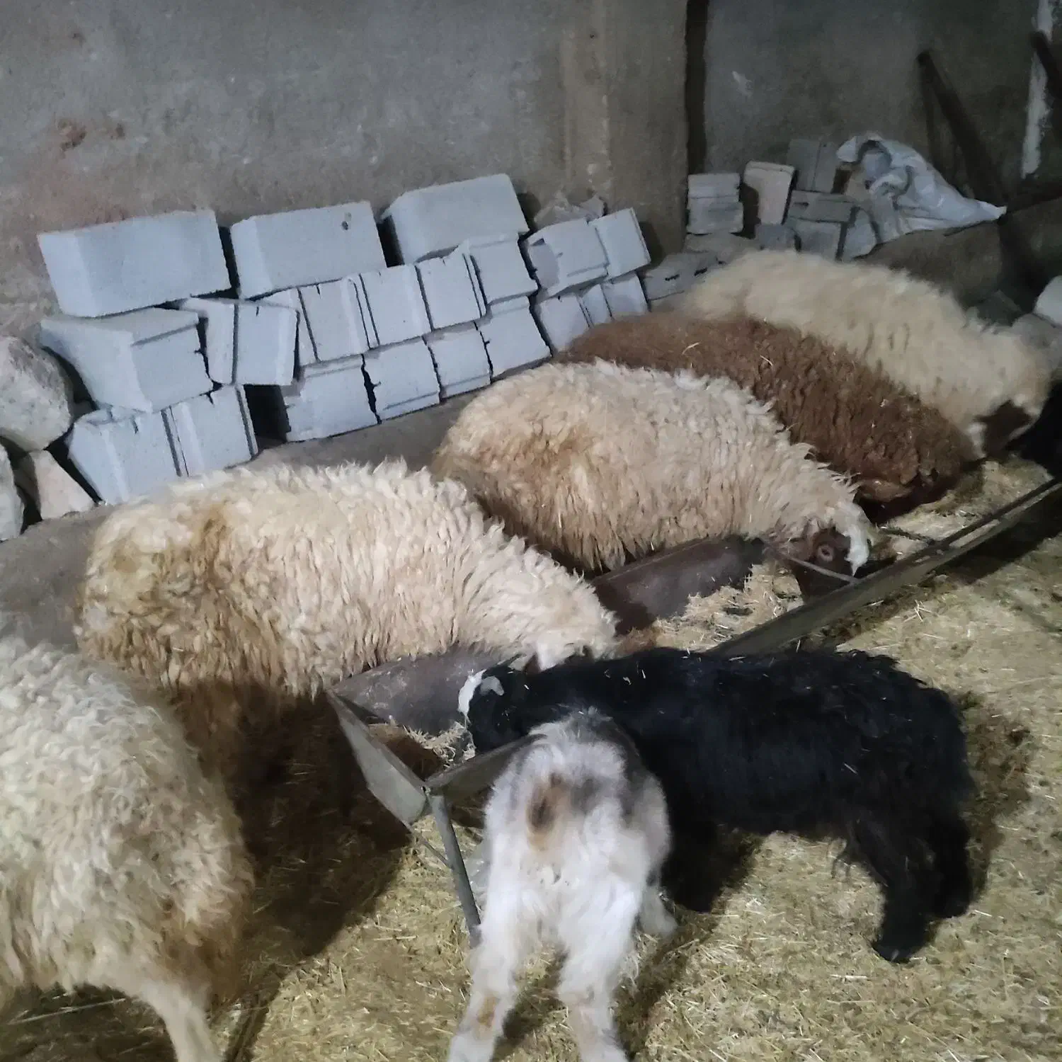 گوسفند و بره|حیوانات مزرعه|ثلاث باباجانی, |دیوار