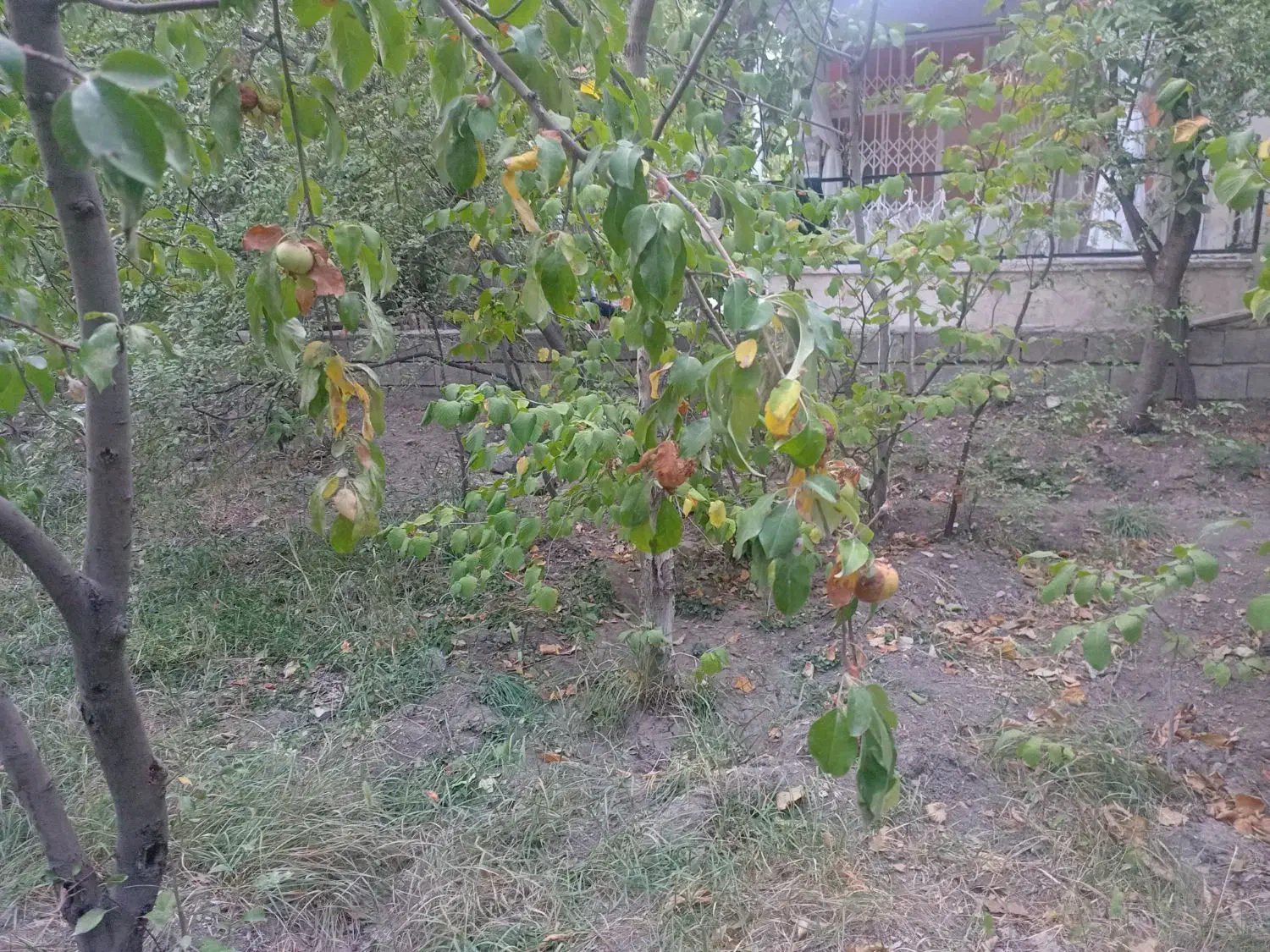 فروش خط تلفن ثابت|تلفن رومیزی|ری, دولت‌آباد|دیوار