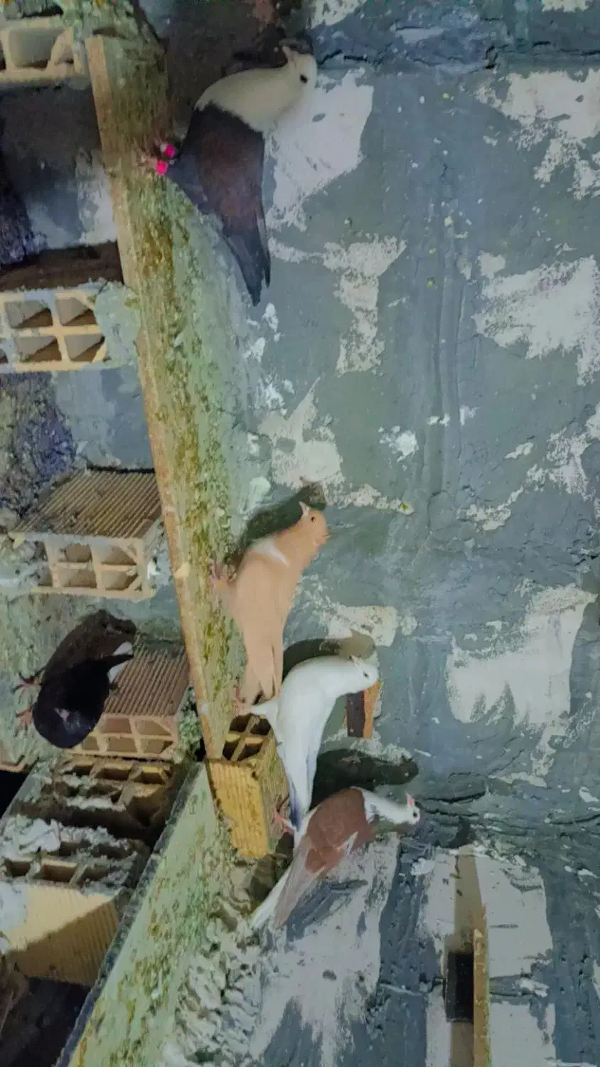 کفتر|پرنده|مشهد, امیرآباد|دیوار