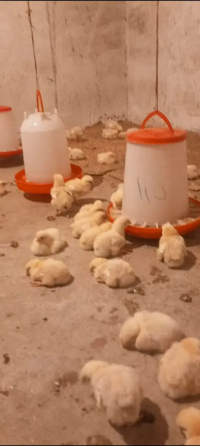 مرغ ارگانیک ا|حیوانات مزرعه|گلی داغ, |دیوار