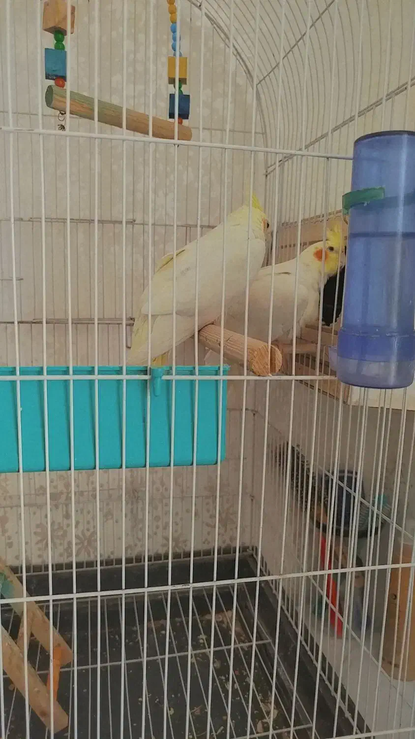 عروس هلندی|پرنده|شوش, |دیوار