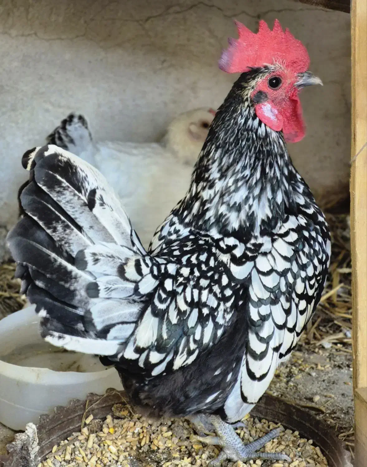 خروس مینیاتوری سبرایت جوان|پرنده|میناب, |دیوار