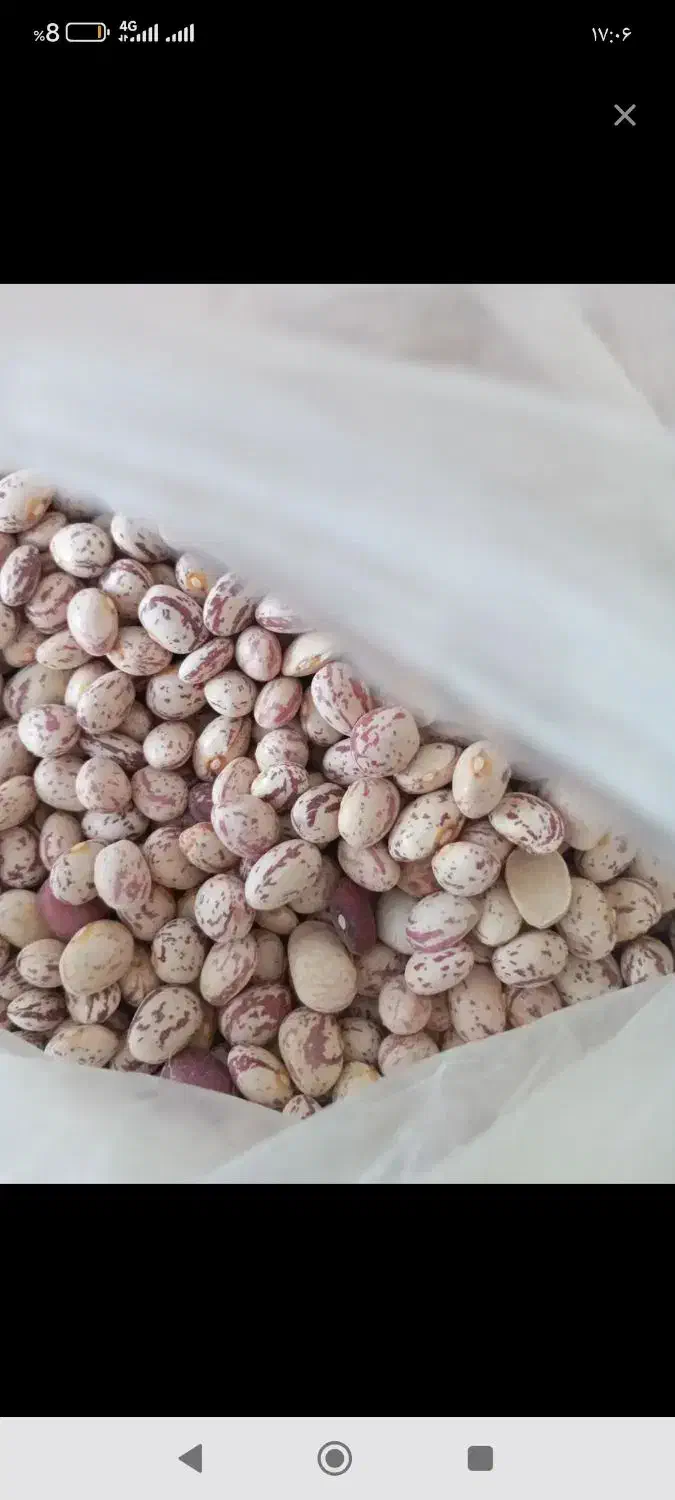 لوبیاچیتی درجه یک امسال|خوردنی و آشامیدنی|اقلید, |دیوار