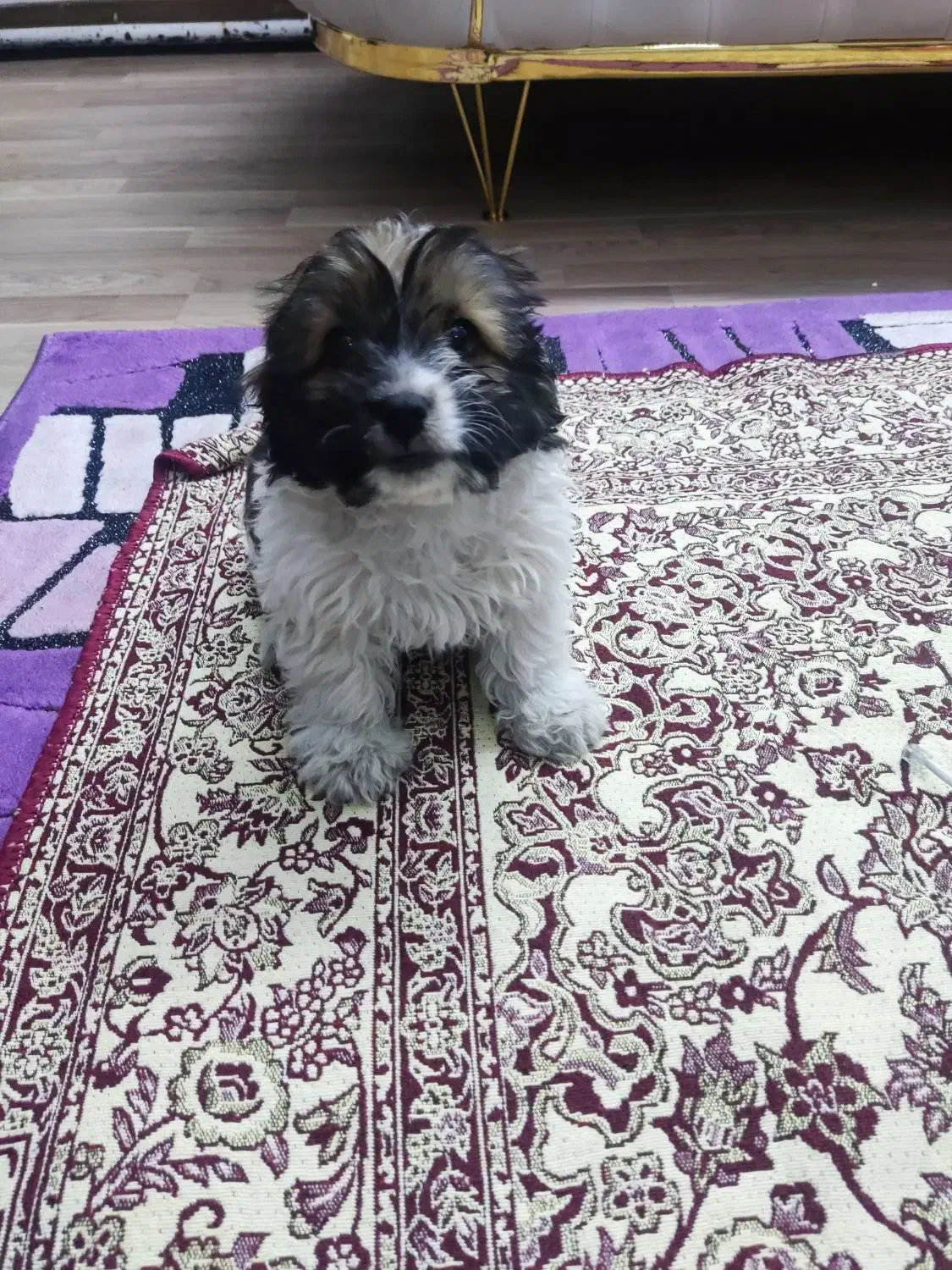 واگذاری سگ شیتزو 2ماهه|سگ|تبریز, |دیوار