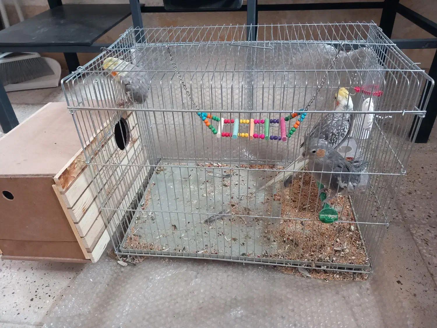 عروس هلندی شیطون تخم گذار|پرنده|طسوج, |دیوار