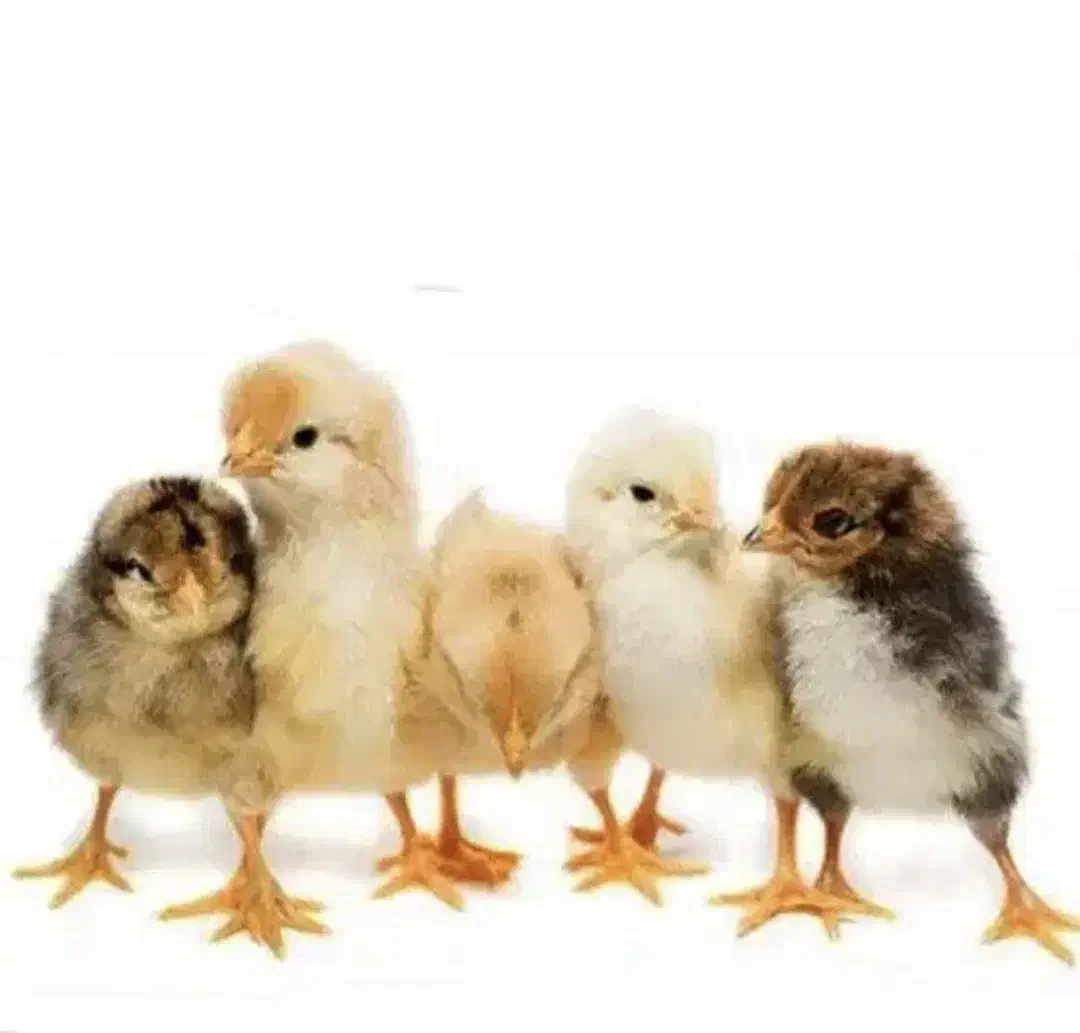 کارگاه جوجه کشی سیرجان جوجه یکروزه نیمچه مرغ خروس|حیوانات مزرعه|سیرجان, |دیوار