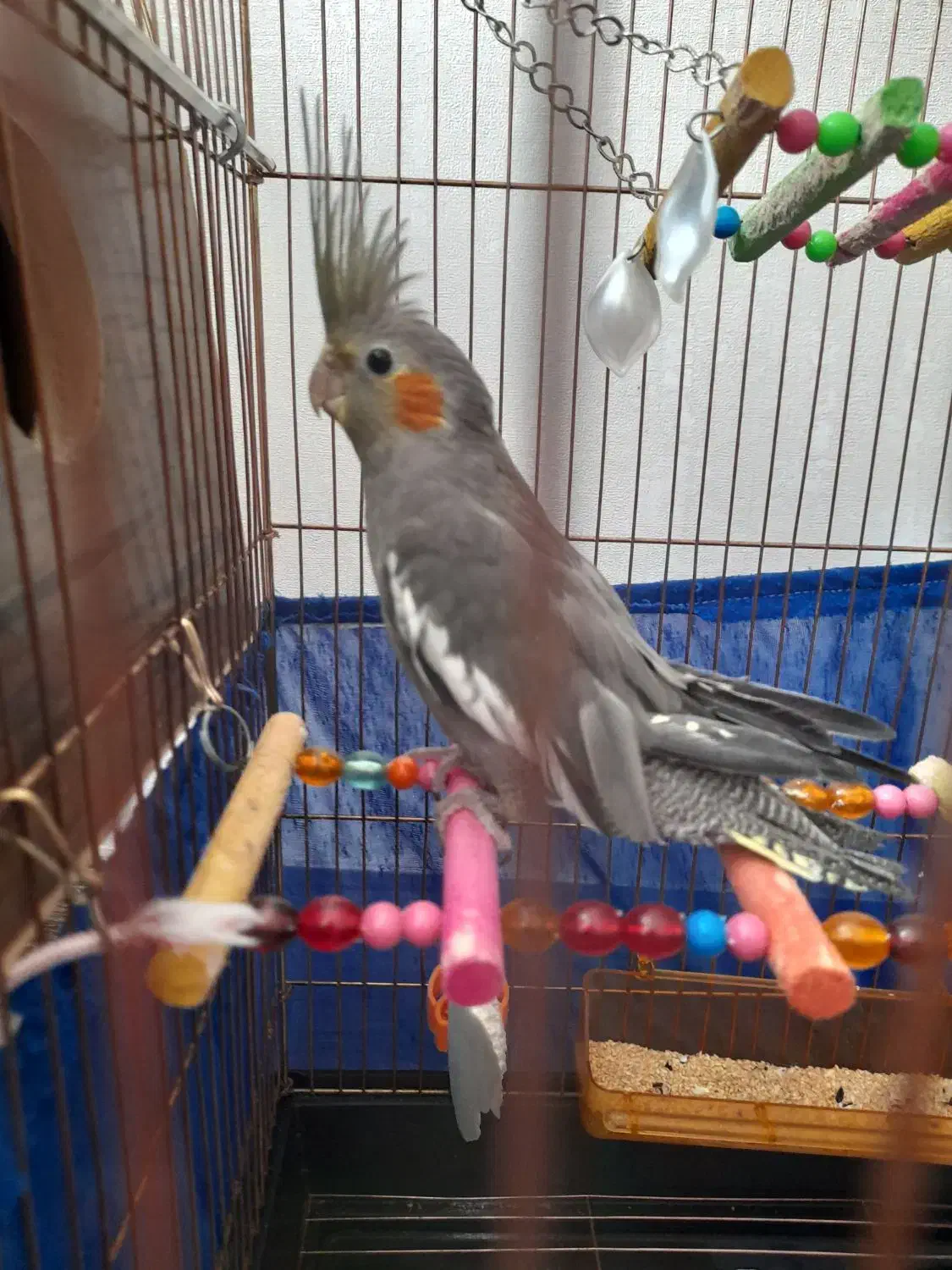 عروس هلندی مولد|پرنده|مرند, |دیوار