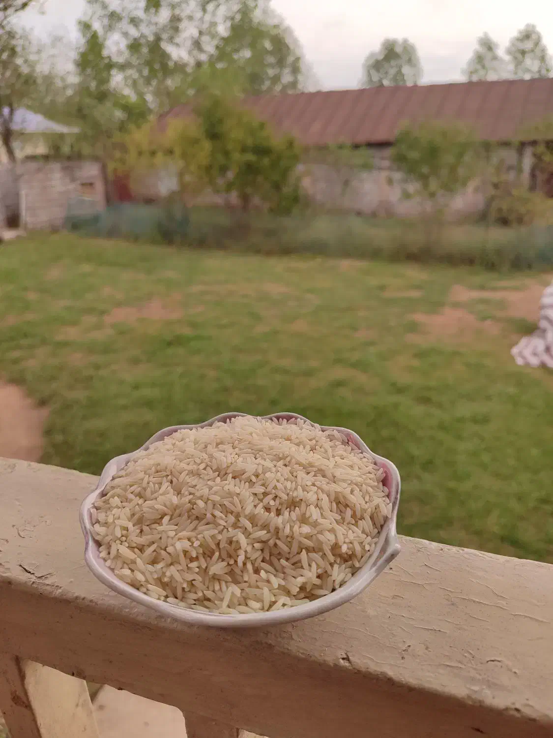 برنج درشت لاشه و نیم دانه هاشمی مستقیم از کشاورز|خوردنی و آشامیدنی|سنگر, |دیوار