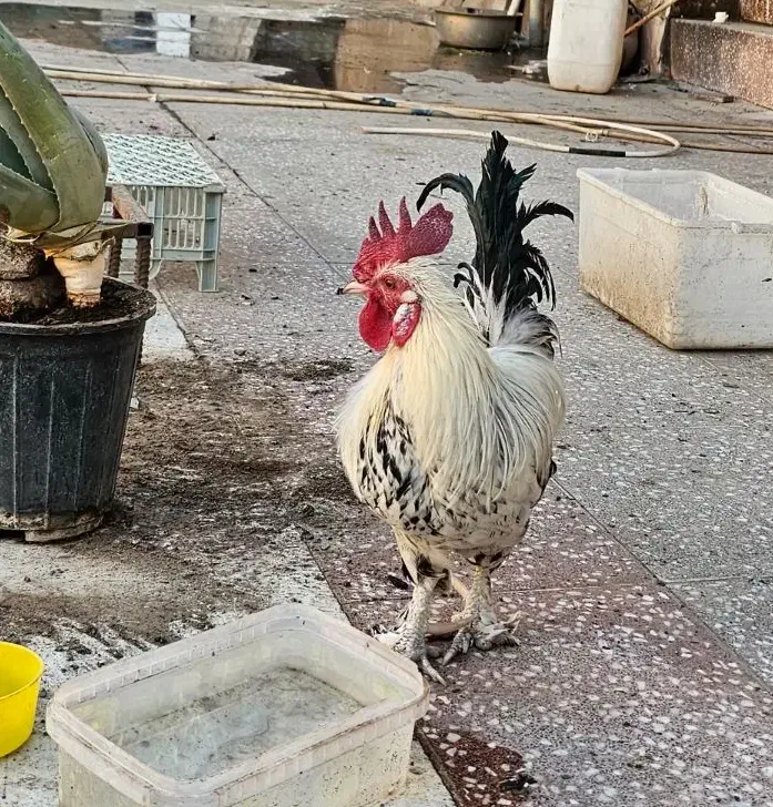 خروس رسمی نطفه دار|حیوانات مزرعه|قم, مسجد امام حسن|دیوار