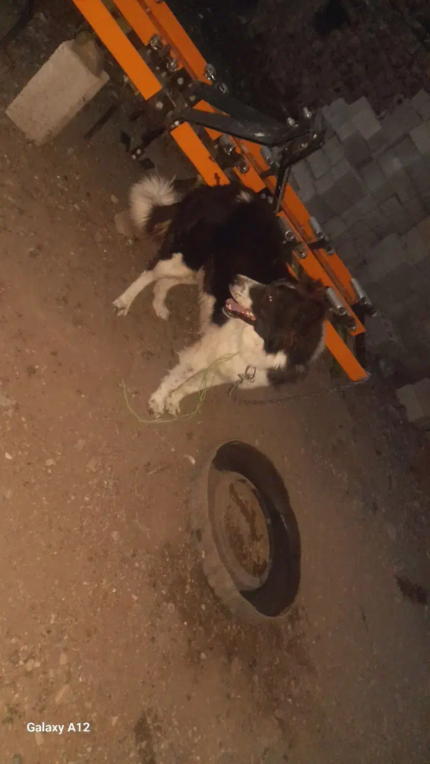 سگ بردر کالی|سگ|آبش احمد, |دیوار