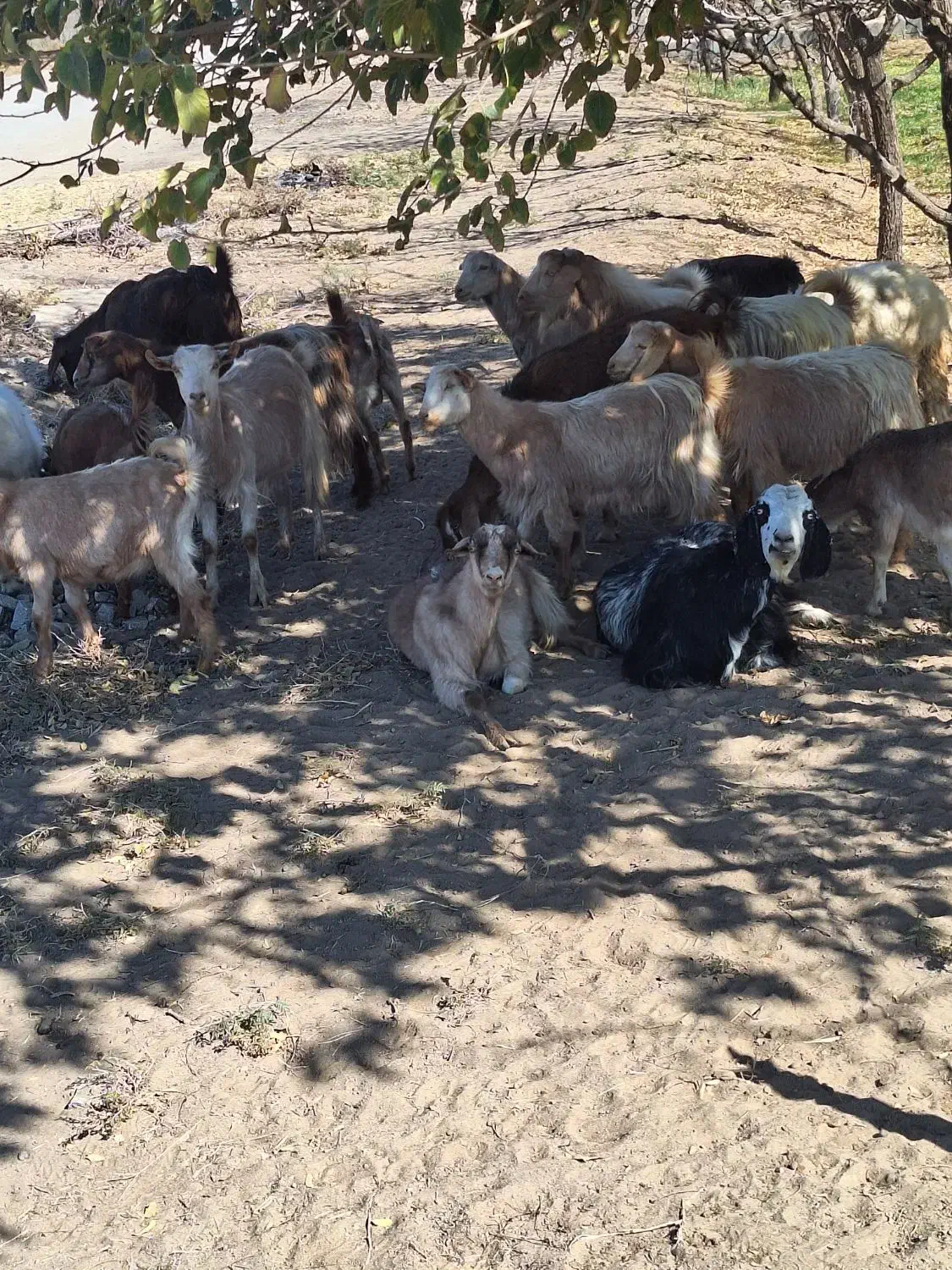 تعداد بز بزغاله فروشی|حیوانات مزرعه|خوسف, |دیوار