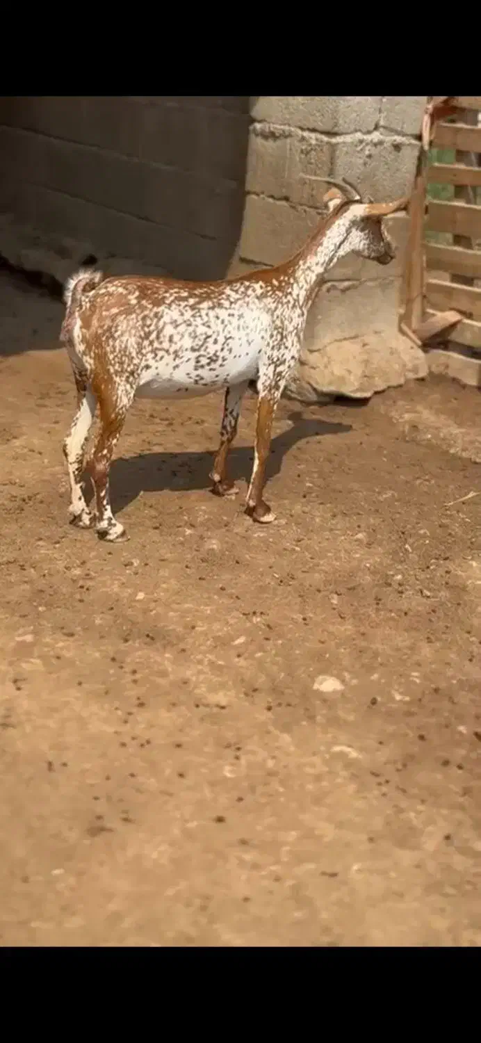 نابیبزغاله|حیوانات مزرعه|الشتر, |دیوار