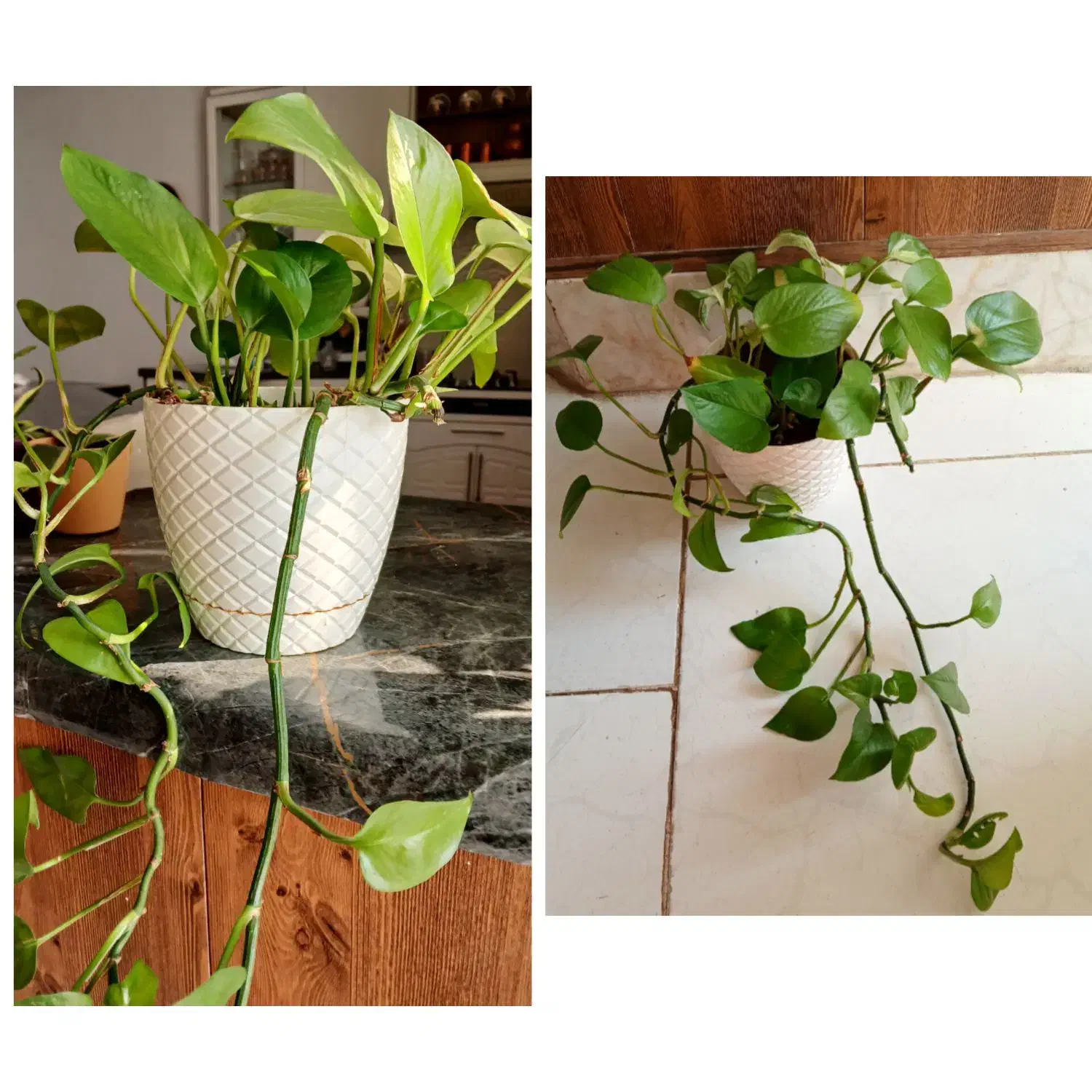 گلهای خانگی|گل و گیاه طبیعی|نیشابور, شریعتی|دیوار