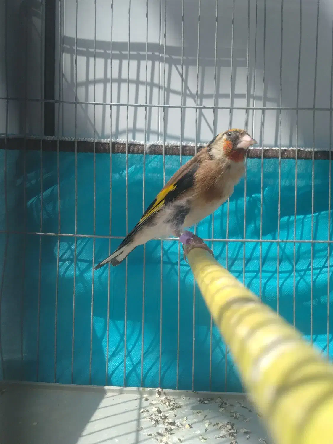 سهره متولدقفس|پرنده|آذرشهر, |دیوار