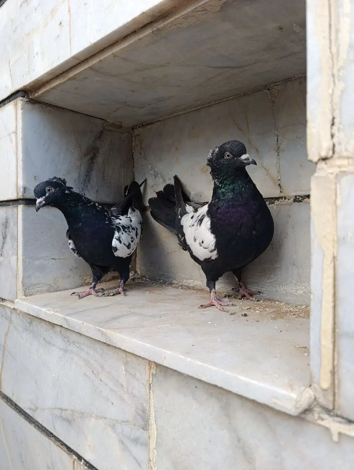 مغلف|پرنده|الوند, |دیوار