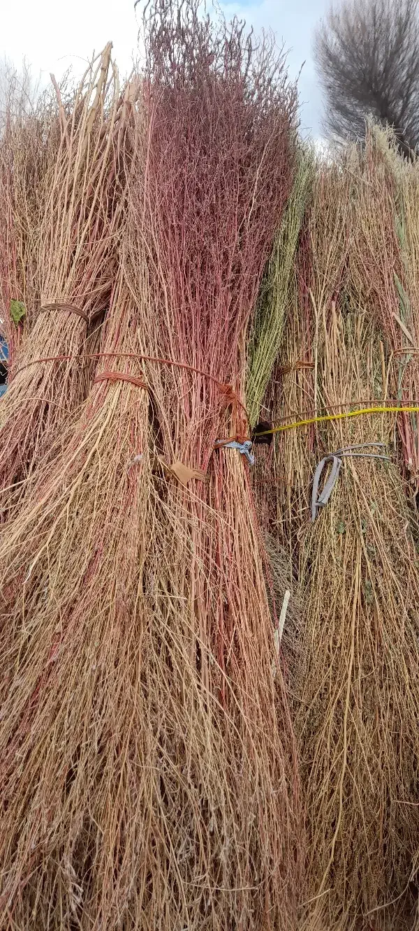 جارو|جاروبرقی، جارو شارژی، بخارشو|کرمانشاه, |دیوار