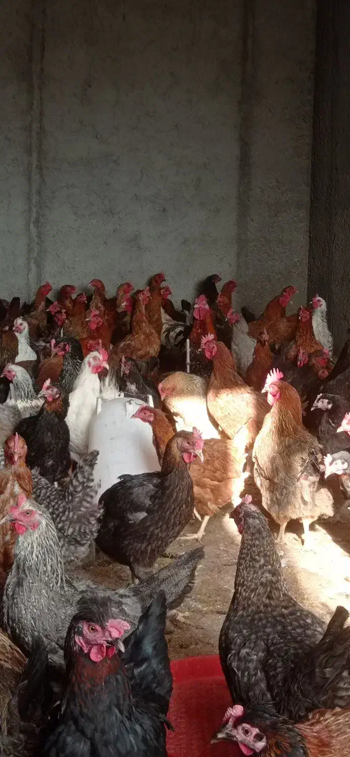 خرید عمده و فروش مرغ و خروس بوقلمون تعداد بالا|حیوانات مزرعه|نجفآباد, جوزدان|دیوار