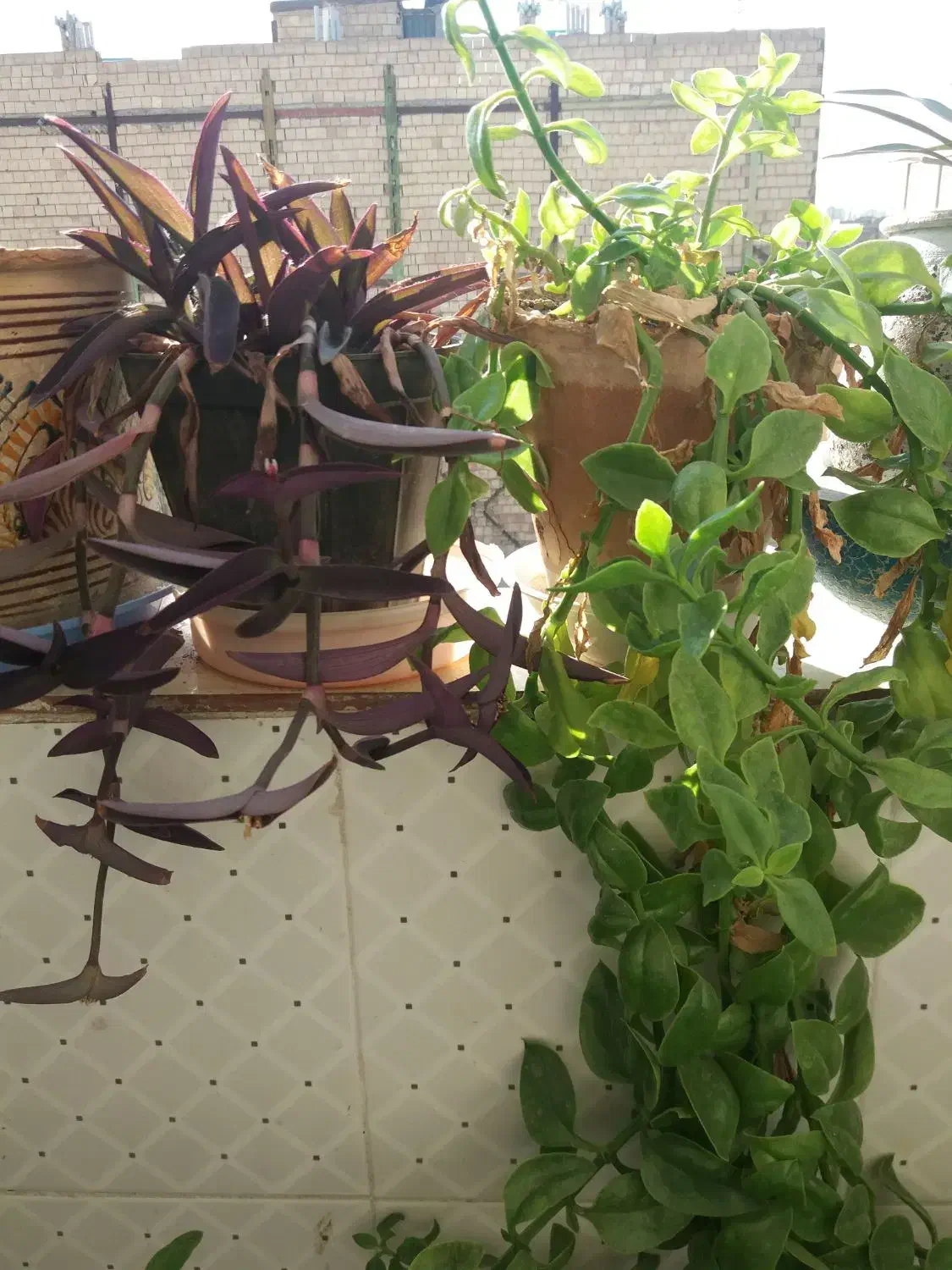 گل قاشقی و یخ بنفش و یخ سبز|گل و گیاه طبیعی|مشهد, ادیب نیشابوری (شهرک غرب)|دیوار