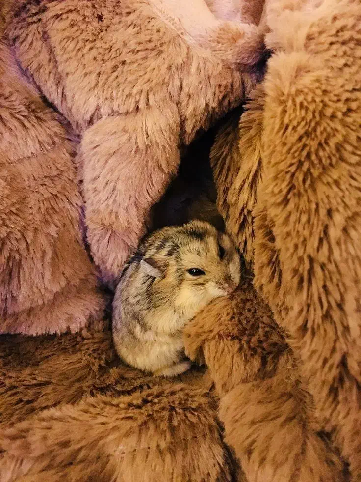 همستر کمپل|موش و خرگوش|کرج, فاز ۳ گوهردشت|دیوار