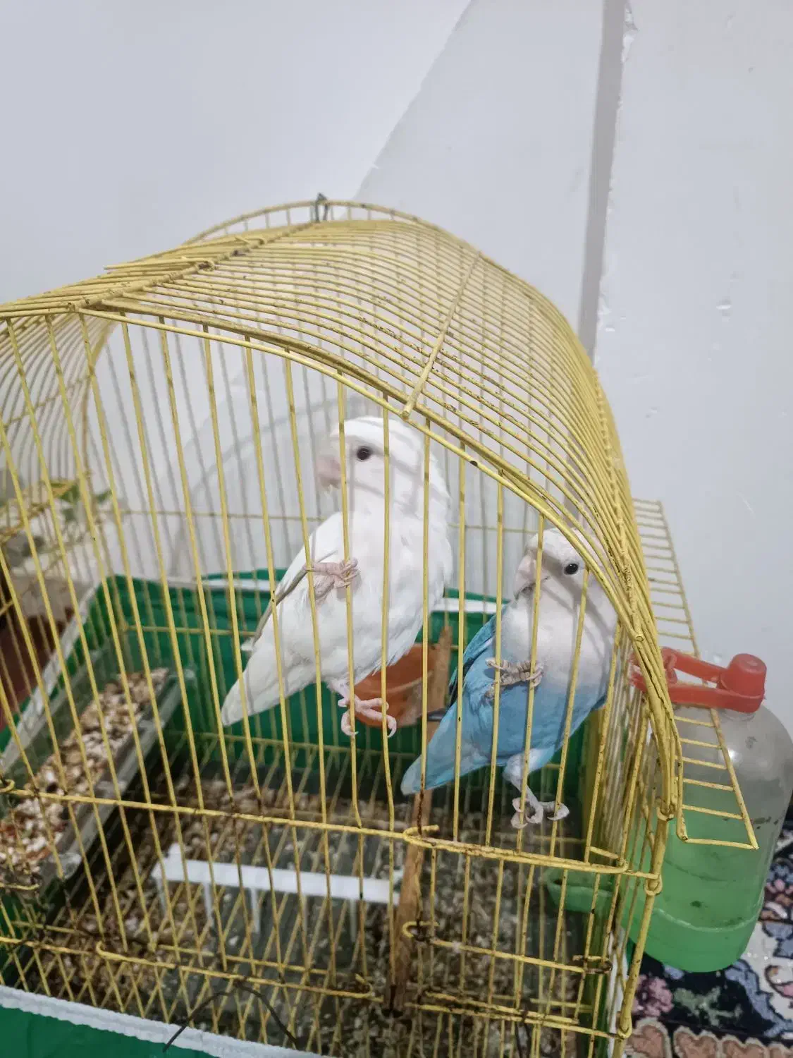 طوطی برزیلی|پرنده|بندر ماهشهر, |دیوار