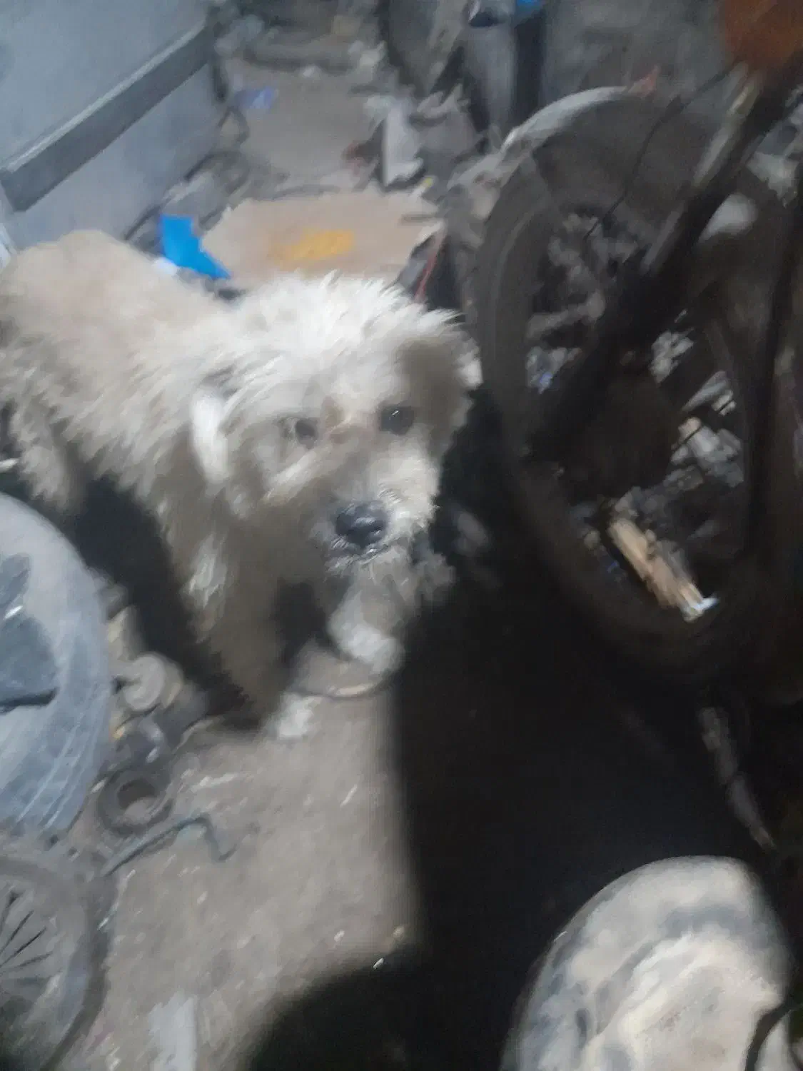 سگ پشمالو|سگ|اهواز, عین ۲|دیوار